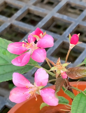 瑞士海棠(嫁接苗，售價1000元)僅9棵
